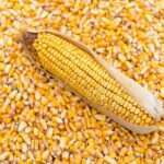 Holy Ash And Maize Meal
