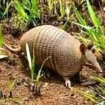 Umsebenzi Umlotha Wamandiya