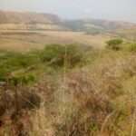 vula kuvaliwe tree