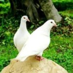 WHO IS THE BEST SPIRITUAL HEALER IN GAUTENG FOR LOVE PROBLEMS?